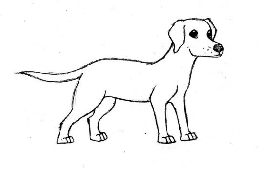 dog-sketch